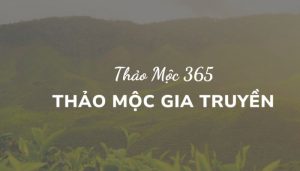 Trà Thảo Mộc 365