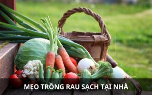 trồng rau sạch tại nhà