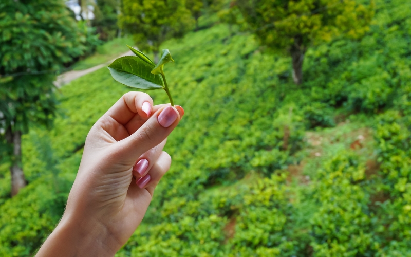 Phẩm lượng đọt trà