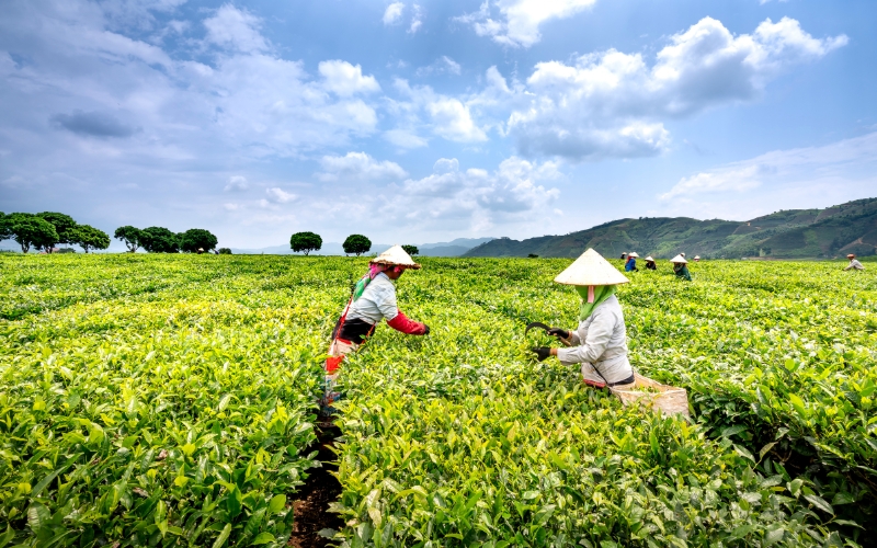 Thời điểm thu hoạch trà