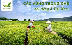 các vùng trồng chè nổi tiếng ở Việt Nam