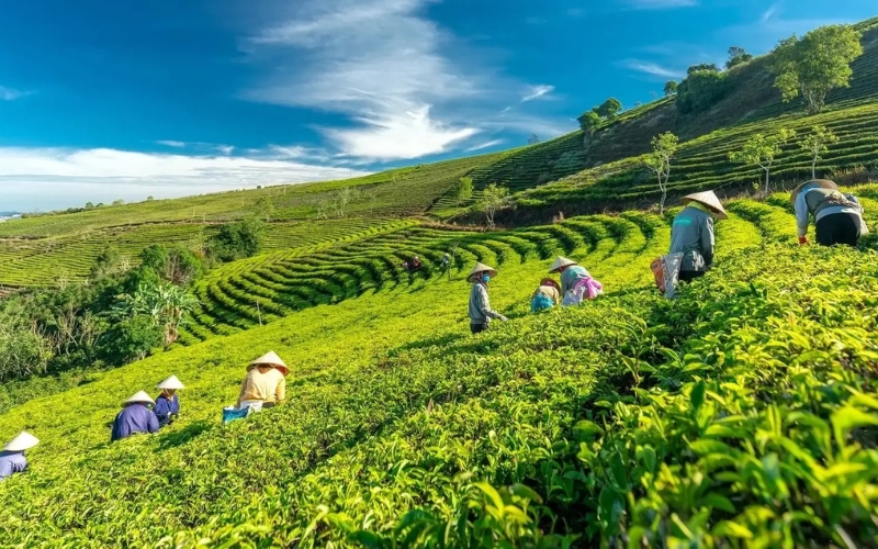 Vùng chè Bắc Kạn