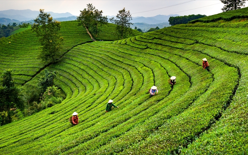 Vùng chè Nghệ An