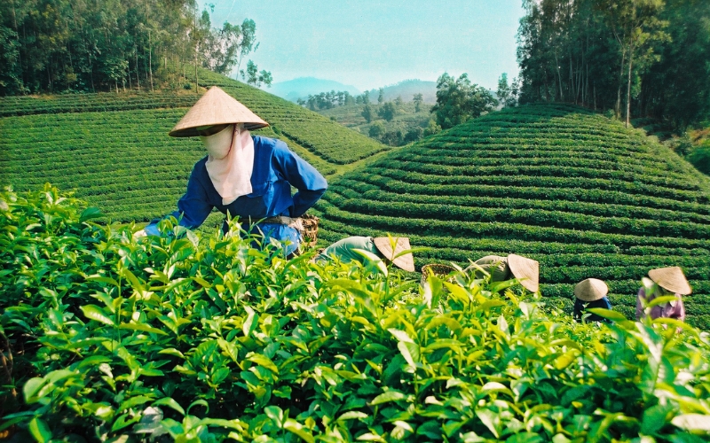 Vùng chè Thái Nguyên