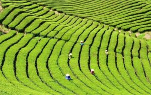 Vùng chè Tuyên Quang