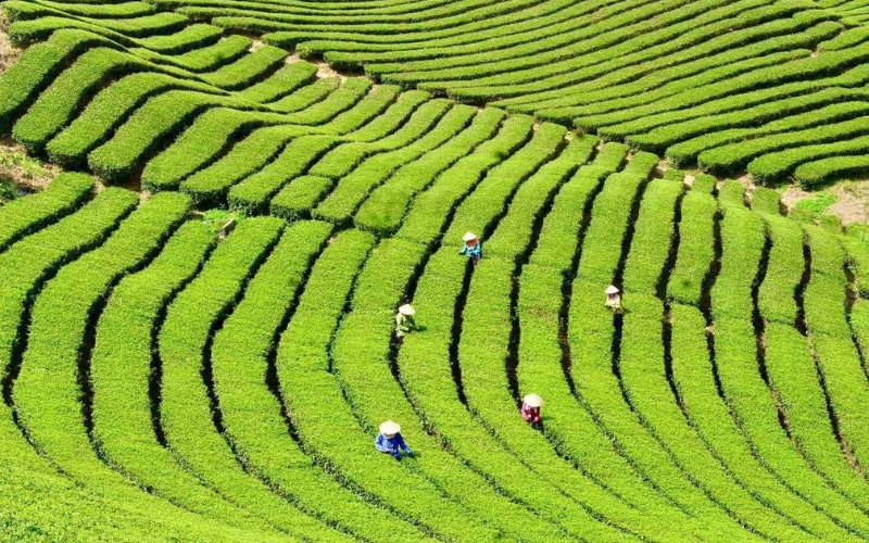 Vùng chè Tuyên Quang